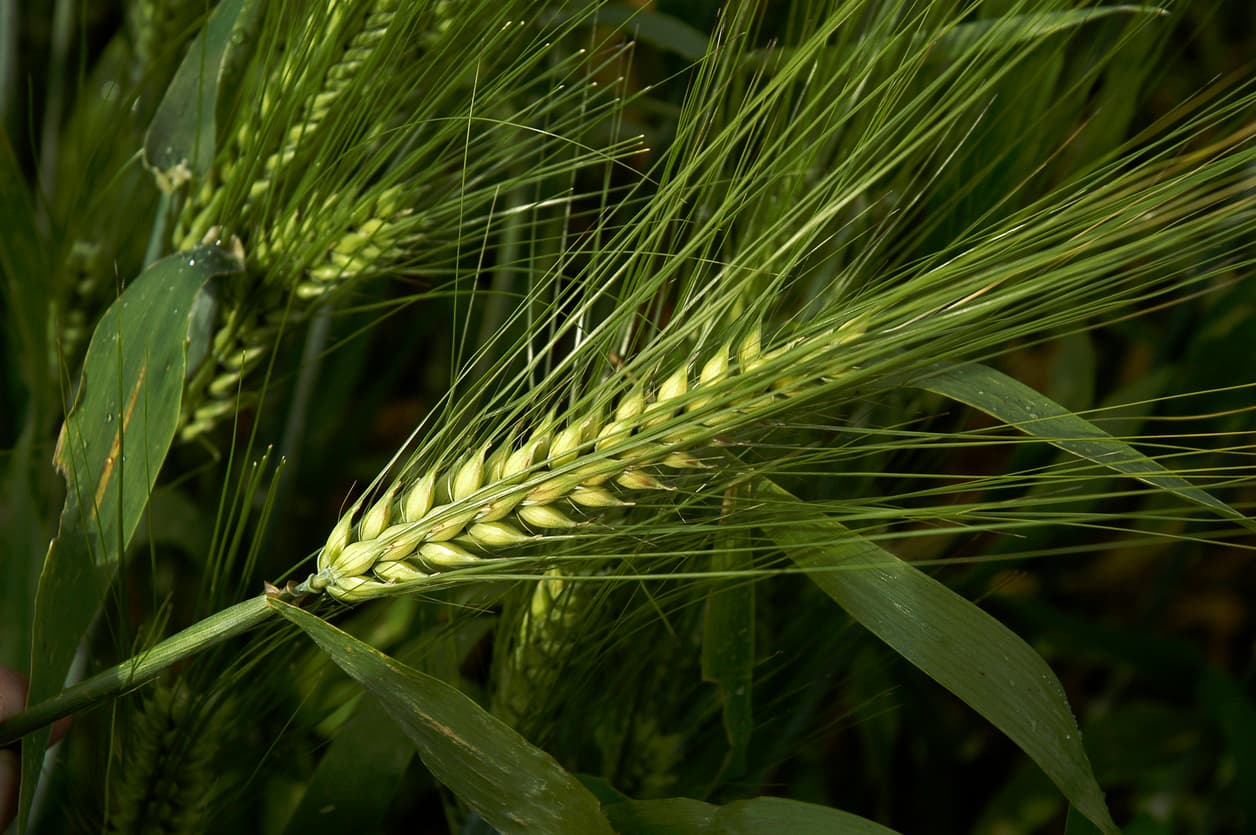 Close-up of a green barley head with long awns growing in a field
