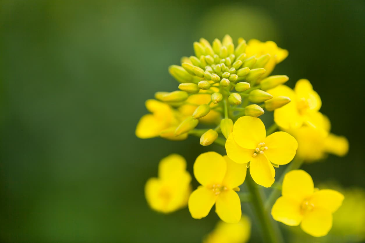 Canola in bloom, with bright yellow flowers and green buds against a soft green background